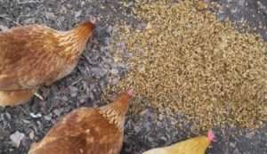 У кормових дріжджах міститься велика кількість вітамінів