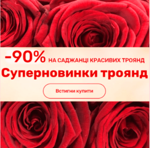 Як правильно давати кормові дріжджі курям?
